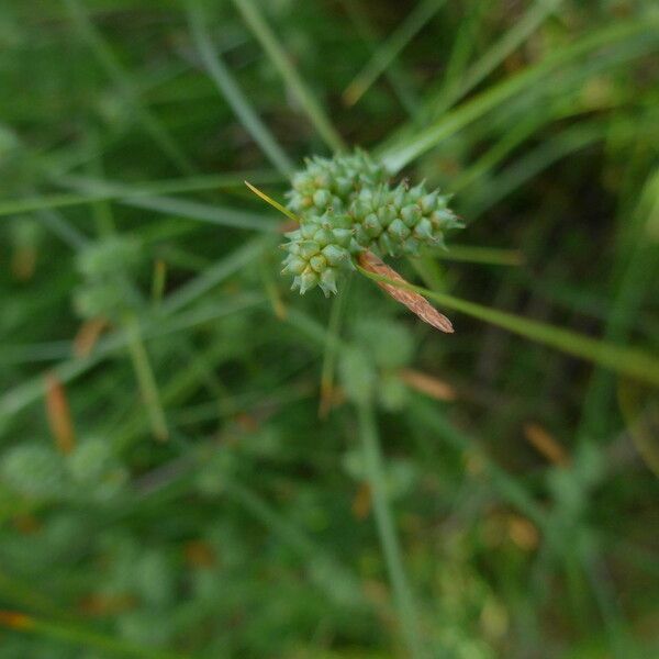 Carex extensa Blomst