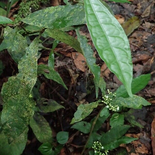 Eumachia sciadephora 形態