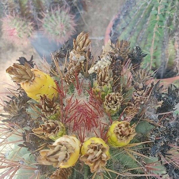 Ferocactus pilosus Flower