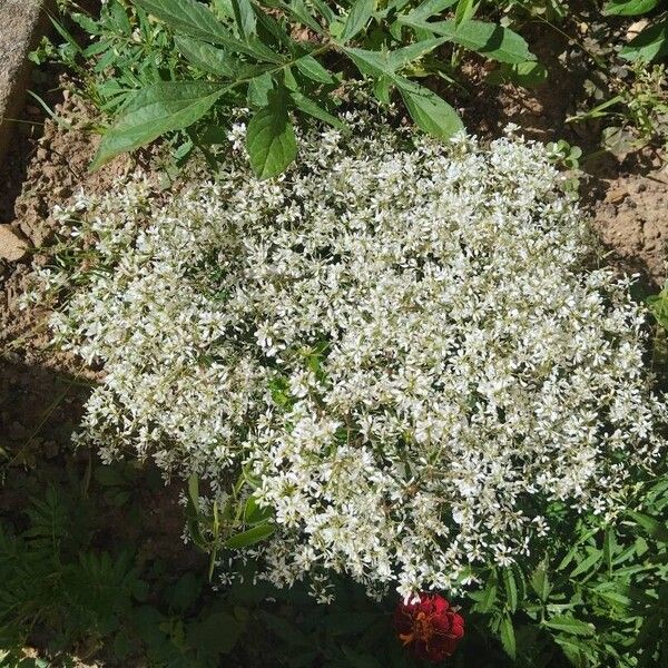 Euphorbia leucocephala പുഷ്പം