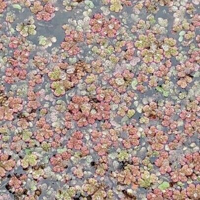 Azolla filiculoides عادت