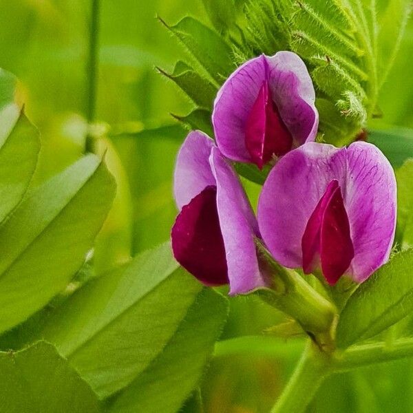 Vicia sativa Floare