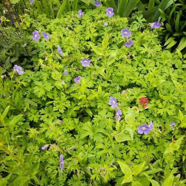 Geranium erianthum Flower