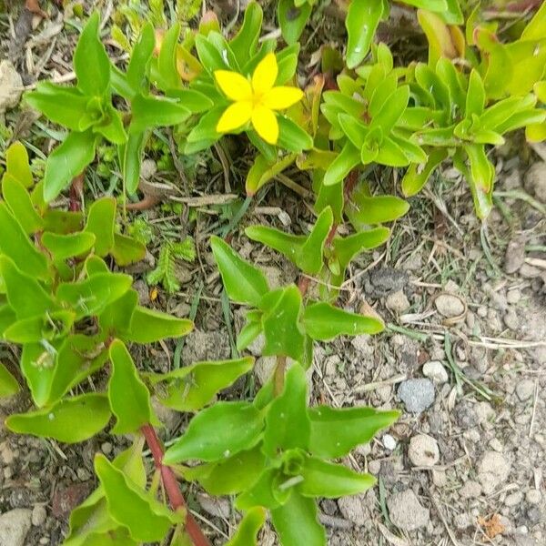 Lysimachia nemorum Flower