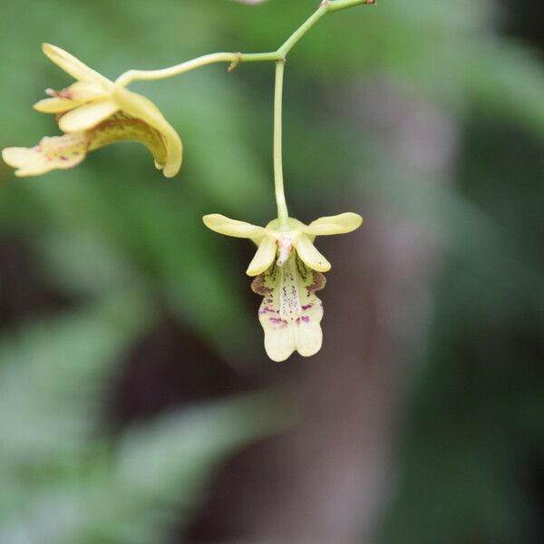 Dendrobium poissonianum Кветка