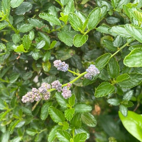 Ceanothus thyrsiflorus عادت