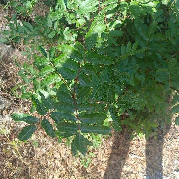 Pistacia terebinthus Folha