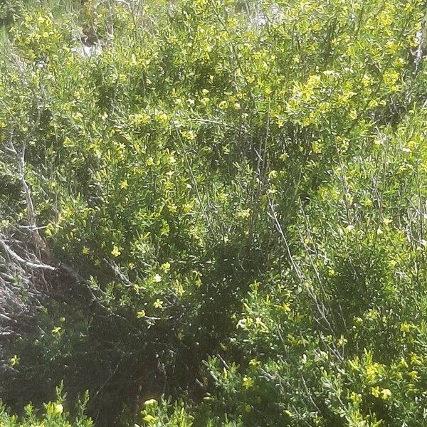 Chrysojasminum fruticans Hábito