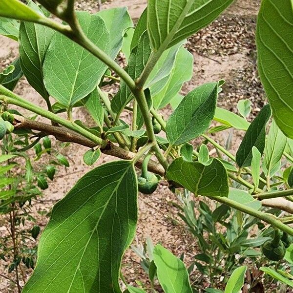 Annona senegalensis Kvet