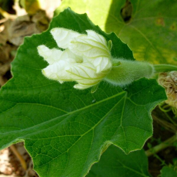 Lagenaria siceraria Bloem