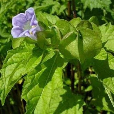 Nicandra physalodes Blomst