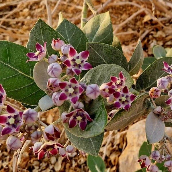 Calotropis procera Kvet