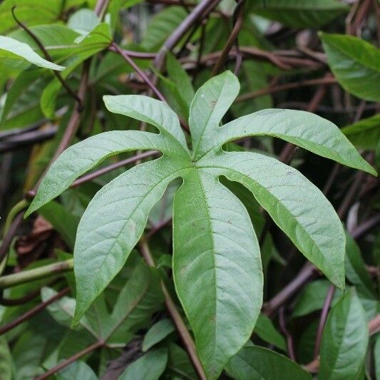 Merremia tuberosa 叶