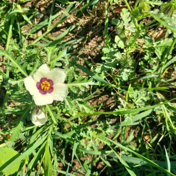 Hibiscus trionum फूल