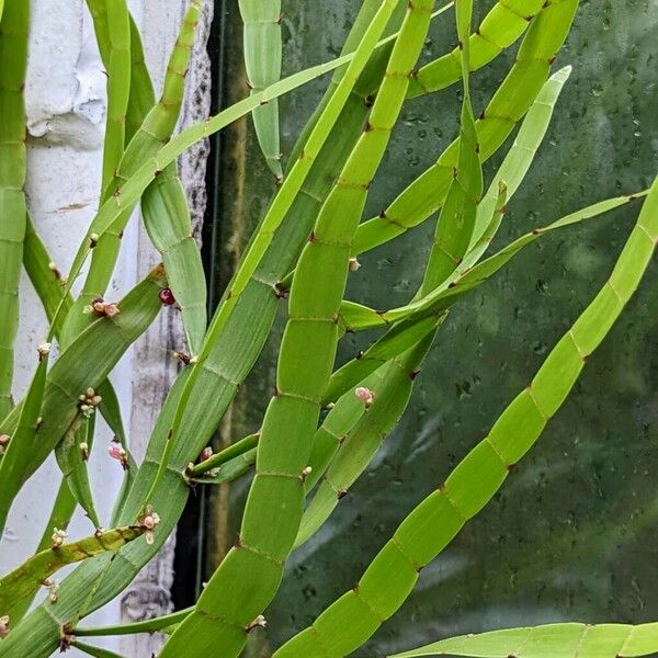 Muehlenbeckia platyclada Leaf