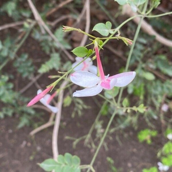 Jasminum officinale Flower