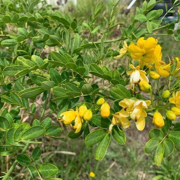 Senna bicapsularis Flower