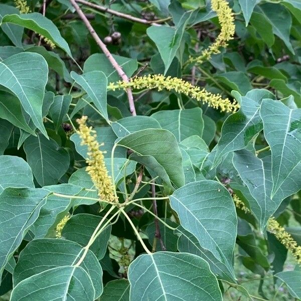 Triadica sebifera 其他