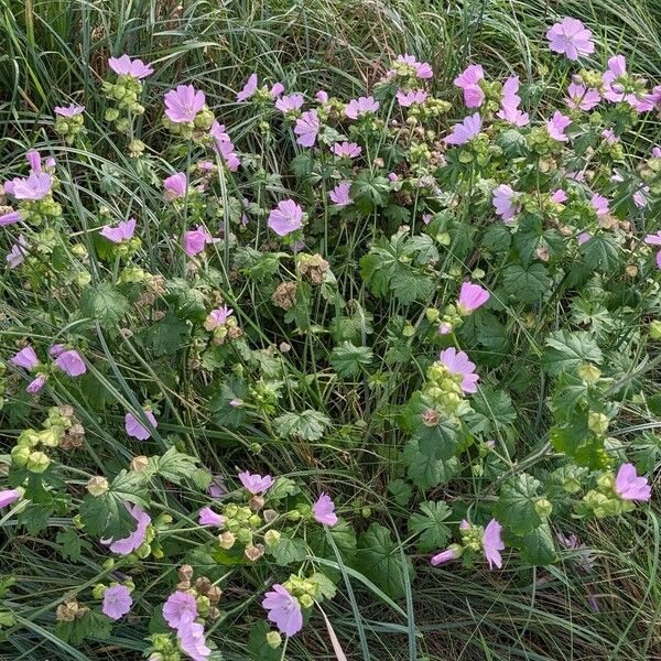 Malva alcea Hábito