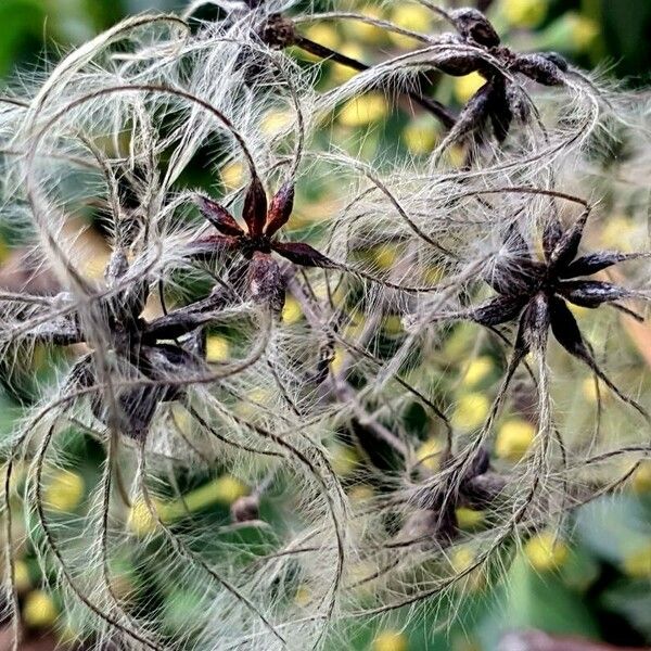 Clematis vitalba Fruct