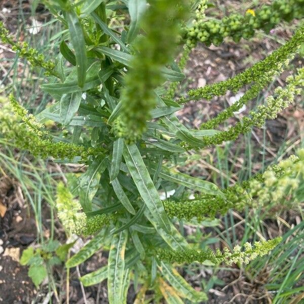 Reseda luteola Folha