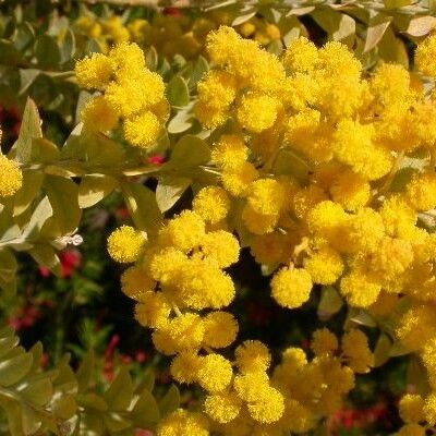 Acacia cultriformis Flor