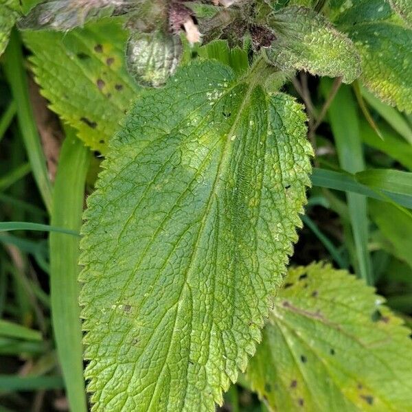 Stachys alpina Deilen