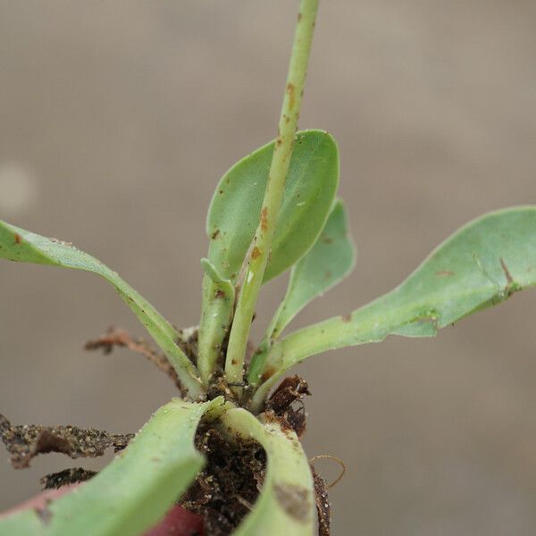 Limonium girardianum 葉