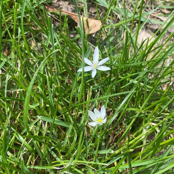 Ornithogalum orthophyllum Habit