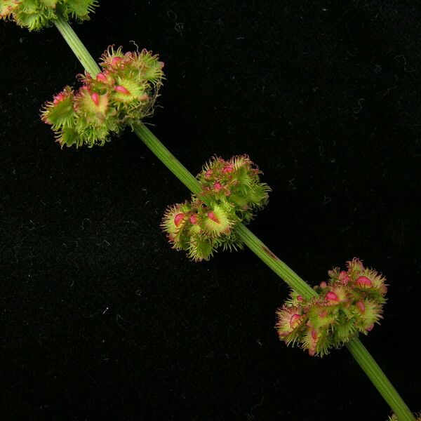 Rumex nepalensis 整株植物