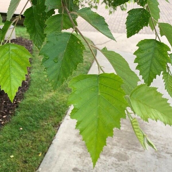 Betula nigra পাতা