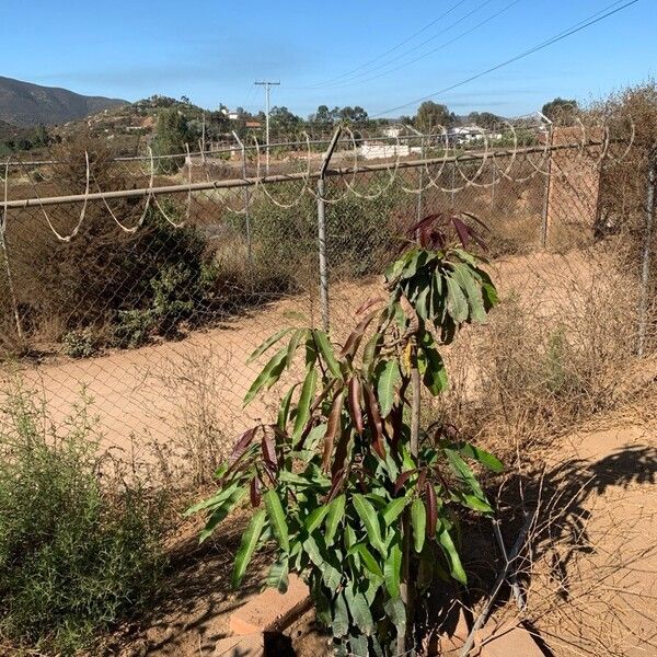 Mangifera indica Leaf