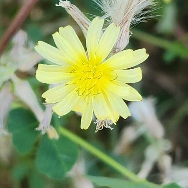 Launaea nudicaulis Flower