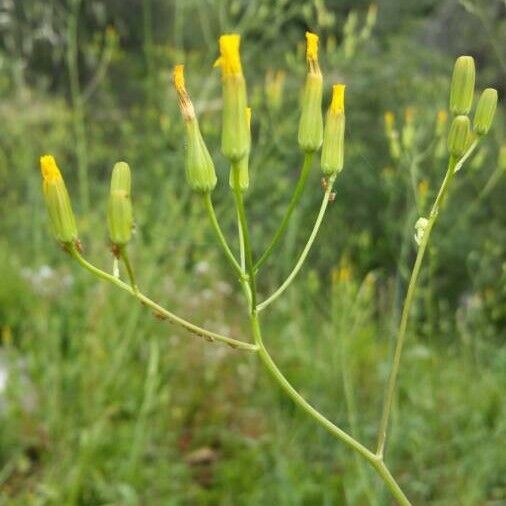 Crepis pulchra Flower