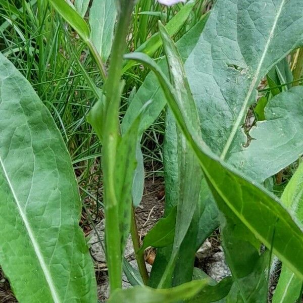 Dactylorhiza maculata Habitus