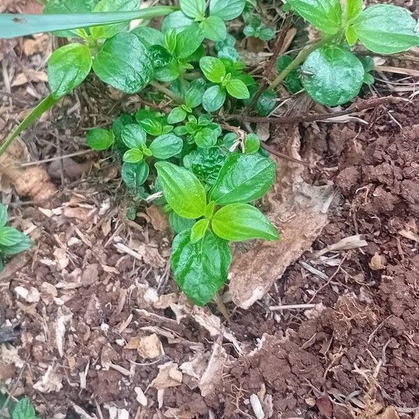 Peperomia pellucida Fuelha