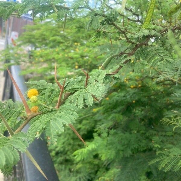 Vachellia macracantha Altres