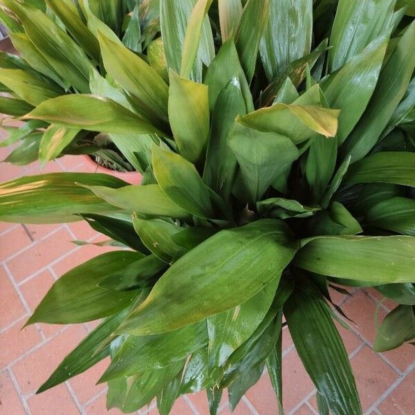 Aspidistra elatior Leht