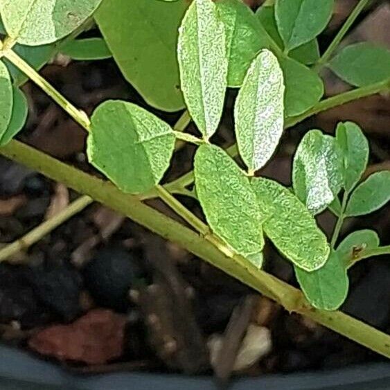 Glycyrrhiza glabra Blad