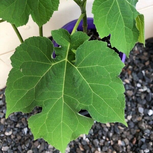 Montanoa hibiscifolia Leaf