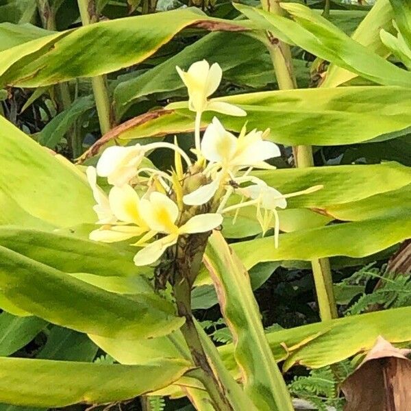 Hedychium flavescens Leaf