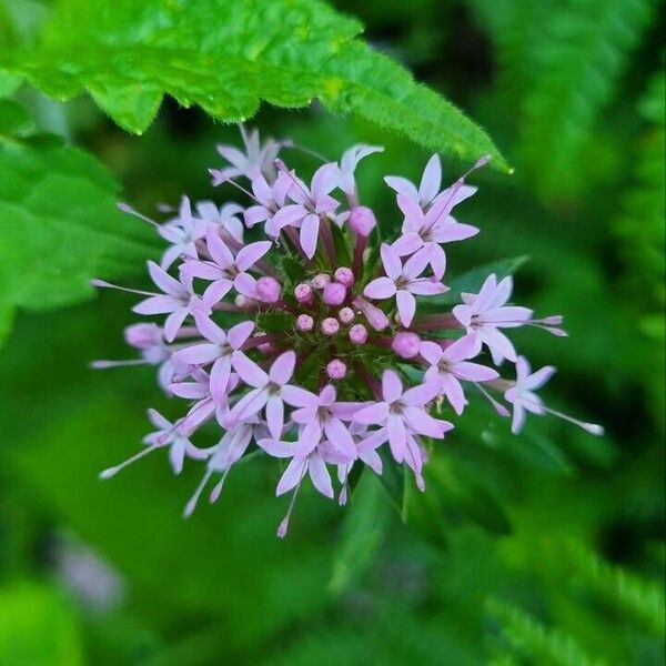 Phuopsis stylosa 花