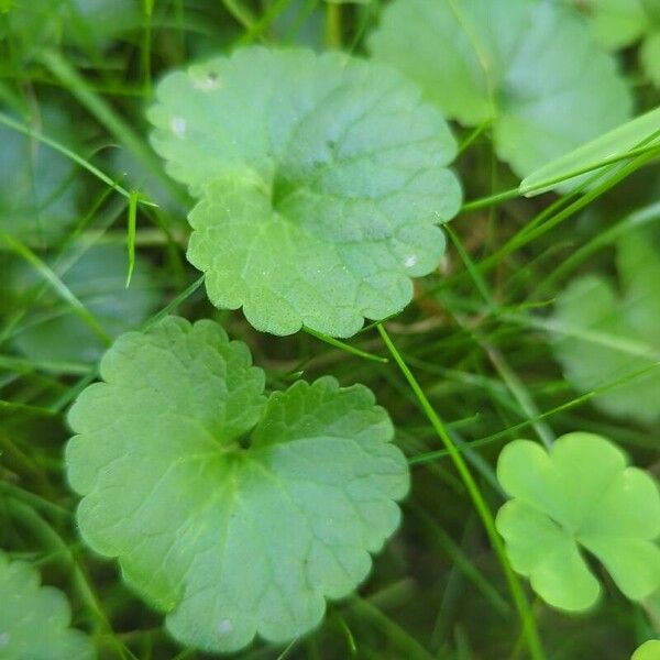 Hydrocotyle sibthorpioides পাতা