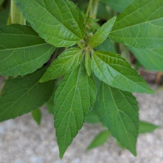 Acalypha virginica Folio