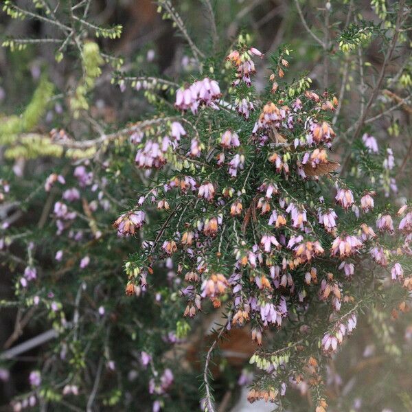 Erica erigena Flor