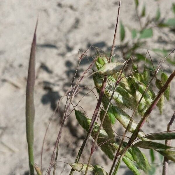 Bromus squarrosus Лист