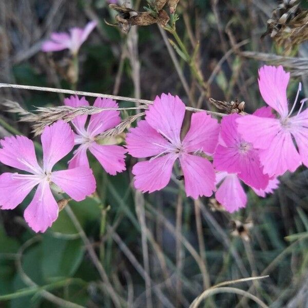 Dianthus graniticus Flors