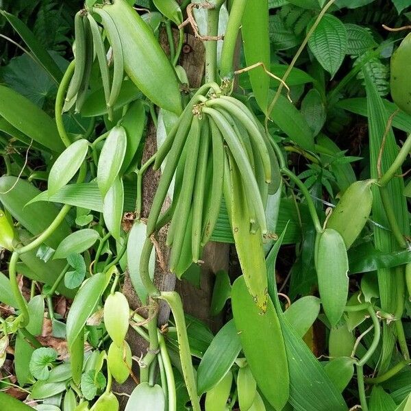 Vanilla planifolia Fruit