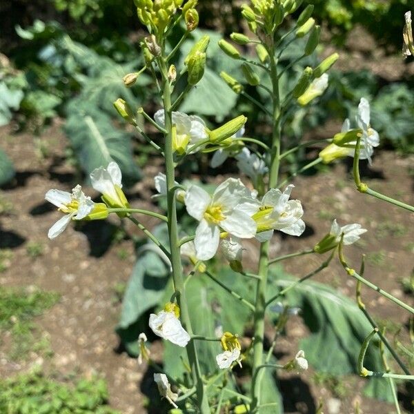 Brassica insularis Kwiat