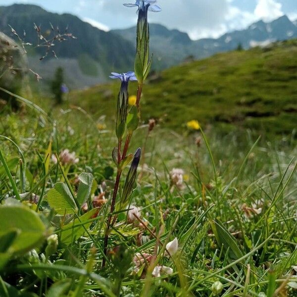 Gentiana nivalis 整株植物